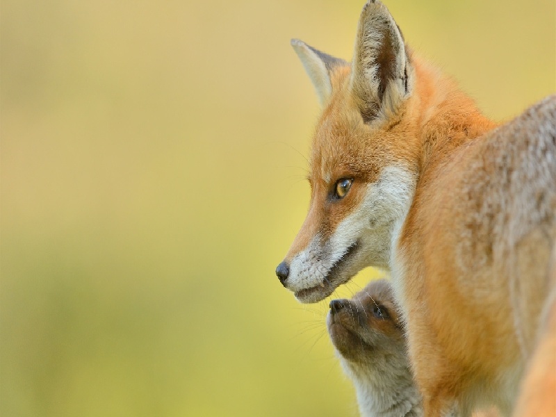 做试管老婆压力太大（试管毕业喜糖推荐）——